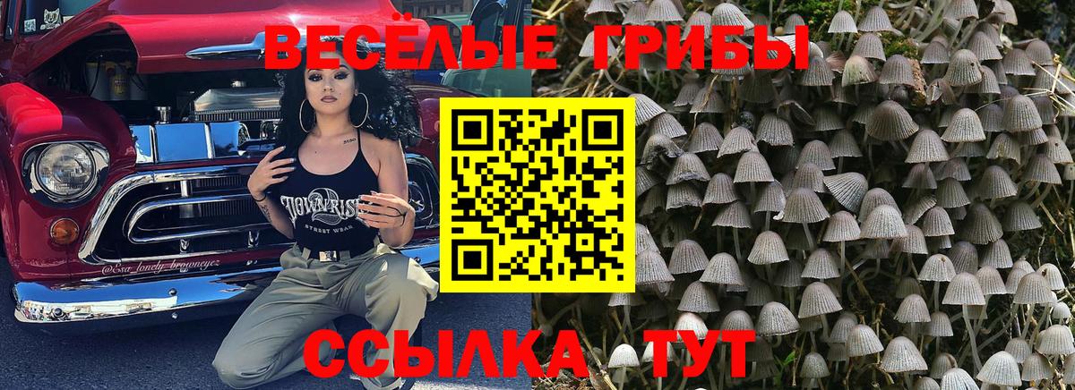 Псилоцибиновые грибы Psilocybine cubensis Искитим