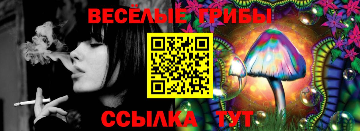Псилоцибиновые грибы Psilocybine cubensis Искитим