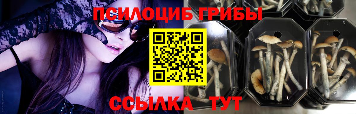 Искитим  Псилоцибиновые грибы ЛСД  Галлюциногенные грибы ЛСД  Вход с VPN 